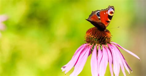 Peacock Butterfly Pictures - AZ Animals