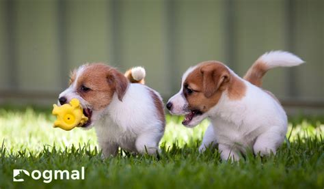 Jack Russell Puppy Breed: The Perfect Pet for the Right Family