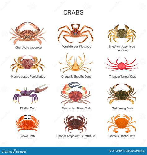 Crabs Vector Set in Flat Style Design. Different Kind of Crab Species Icons Collection Stock ...