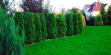 5 Best Trees for Front Yard and How They Will Benefit You