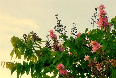 Singapore Plants Lover: Tabebuia Rosea