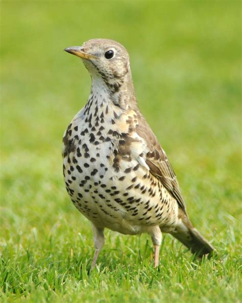 Mistle thrush - Alchetron, The Free Social Encyclopedia