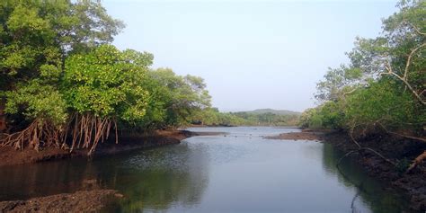 Pengertian, Dan Penyebaran Hutan Mangrove Terbesar Di Indonesia - TARAHAP