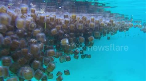 White Spotted Jellyfish Swarm