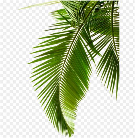 Reen Palm Leaves - Palm Leaf Black And White PNG Transparent With Clear ...