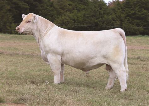 Charolais Show Cattle