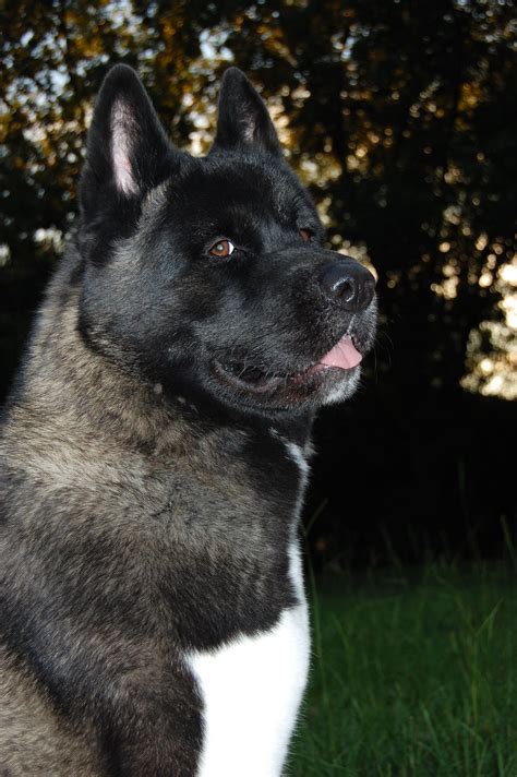 Akita strong by mark bender / 500px | American akita dog, Akita puppies ...