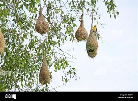 Weaver bird nest hi-res stock photography and images - Alamy