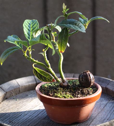 『Avocado Bonsai』 | アボカドの木, 盆栽の木, 花の植え付け