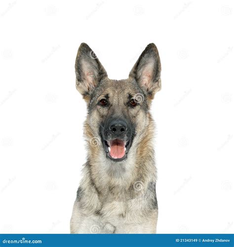 Portrait of a German Shepherd from the Front Stock Image - Image of ears, mammal: 21343149