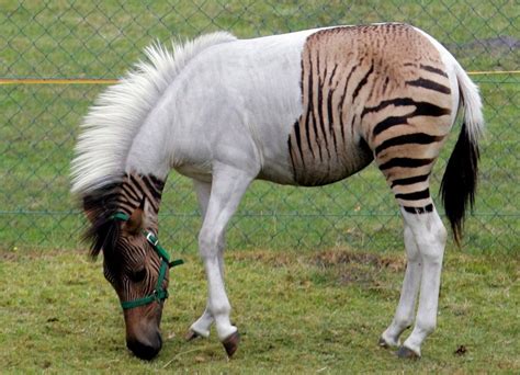 A "zorse" - a very rare hybrid between a zebra and a horse : RealLifeShinies