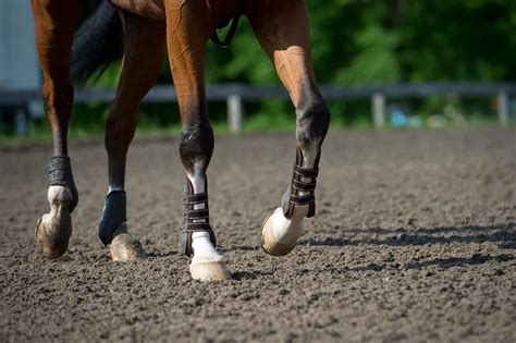 Hock Lameness in Horses: Causes, Signs & Treatments of Hock Problems | Mad Barn