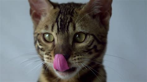 Filmed bengal cat in Slow Motion Bengal Kitten, Rad, Slow, Motion, Animals, Animales, Animaux ...