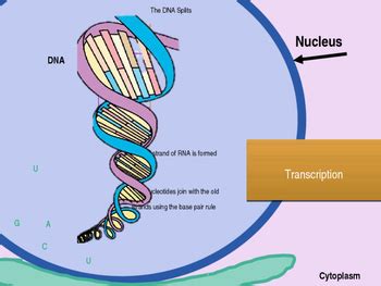 Protein Synthesis Animation by Sar i | Teachers Pay Teachers