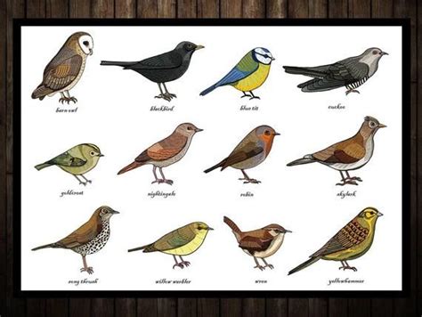 Songbirds Identification Chart Print A3 - Zoology - Ornithology - Bird Study - Science ...