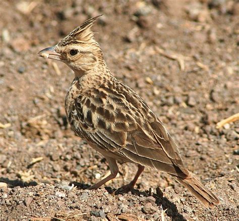 Sykes's Lark - BirdForum Opus | BirdForum