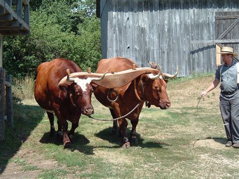 File:Yoked Wisconsin oxen.jpg