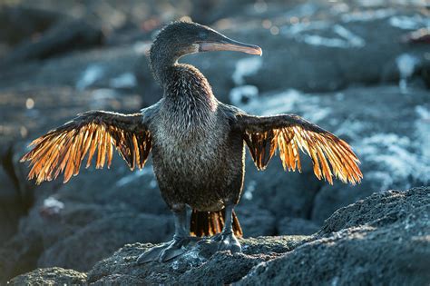 Flightless Cormorant, Fernandina Island, Galapagos Photograph by Tui De ...