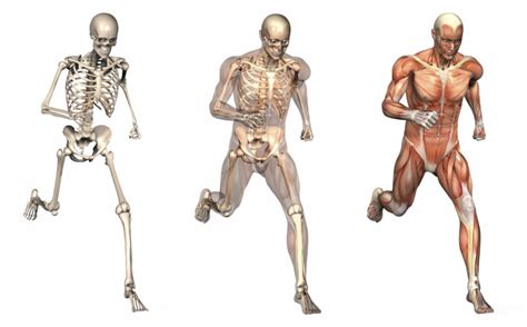 The Human Movement System Diagram | Quizlet