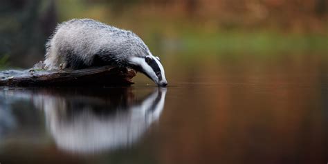 Badger rehabilitation - Bovine TB | TB Hub