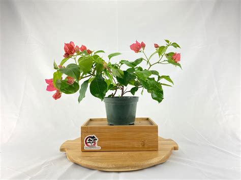 Bougainvillea Bonsai | BonsaiStore.co