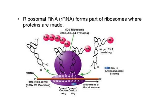 PPT - KEY CONCEPT Transcription converts a gene into a single-stranded ...