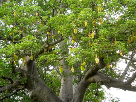 Warum ist die Baobab Frucht gesund und wie kann man sie zubereiten?