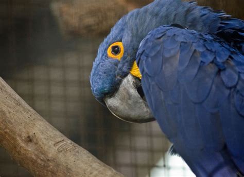 Hyacinth Macaw (Complete Breed Profile) - imparrot