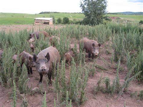 Wild Boar at Oulton's Farm | Flickr - Photo Sharing!