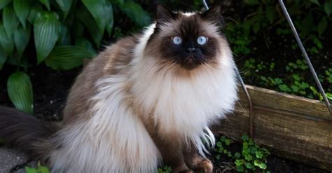 Himalayan Cat Colors: Rarest to Most Common - A-Z Animals