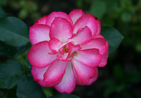 File:Floribunda rose.jpg - Wikimedia Commons