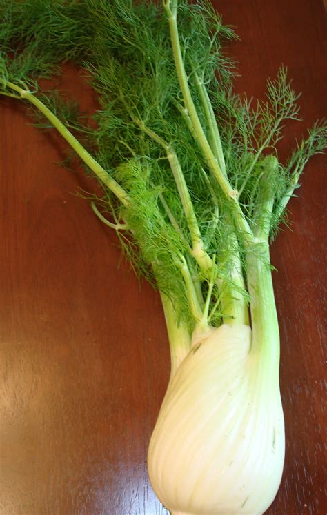 Fennel Fundamentals – Felt Like a Foodie