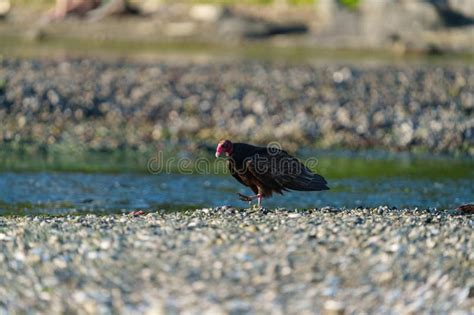 Turkey Vulture Feeding at Seaside Beach Stock Image - Image of raptor ...