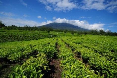 Waktu Terbaik Untuk Berwisata Ke Kebun Kopi di Indonesia | Wisata Kopi Indonesia