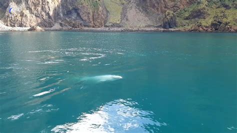 Captive beluga whales take first swim in Iceland open water sanctuary ...