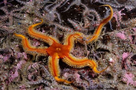 Black brittle-star with Common brittlestars on brittlestar bed ...