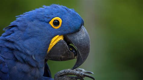 Macaw | San Diego Zoo Animals & Plants