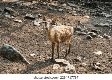 67 Rusa Timorensis Fawn Images, Stock Photos, 3D objects, & Vectors | Shutterstock