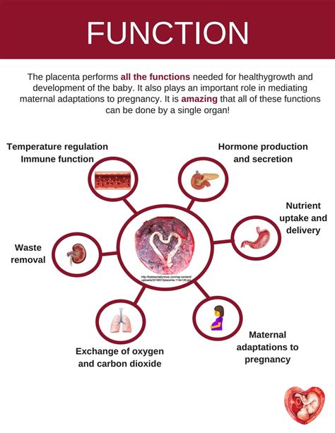 Placental Function by The Placenta Lab - Issuu