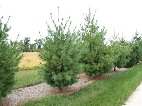 Pine Trees in Arkansas: 5 Varieties That Grow In This State