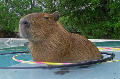 Capybara Wallpapers Images Photos Pictures Backgrounds