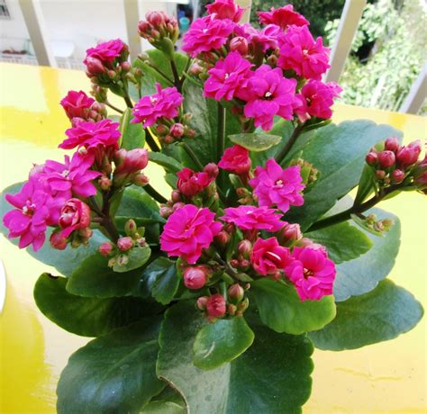 Kalanchoe Plant Care and Maintenance (Indoor and Outdoor)