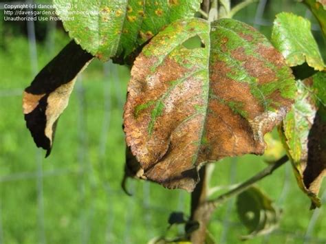 Garden Pests and Diseases: Honeycrisp apple tree leaf disease, 1 by ...