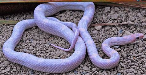 Lavender Corn Snake for sale | Pet Lavender Corn snakes for sale