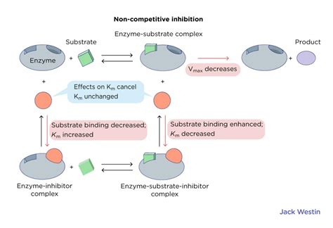 Inhibition Types - Control Of Enzyme Activity - MCAT Content