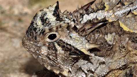 Kansas Herpetofaunal Atlas