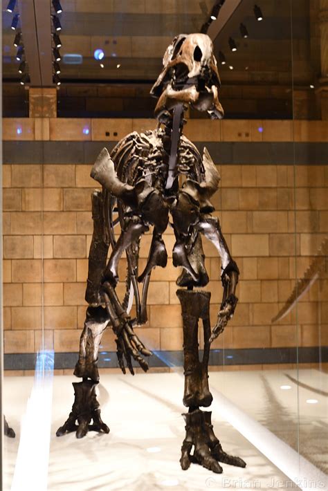 Mantellisaurus Dinosaur Skeleton | Mantellisaurus atherfield… | Flickr