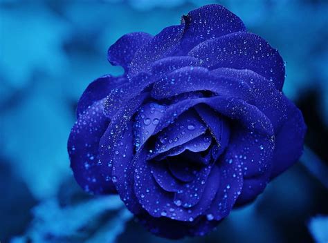 HD wallpaper: Blue Rose Macro, blue rose flower, Holidays, Valentine's ...