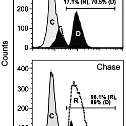 Pulse-chase experiment for nuclear incorporation of BrdU.