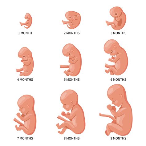 Embryo in the womb, set. Development and growth of the fetus at different stages of pregnancy ...